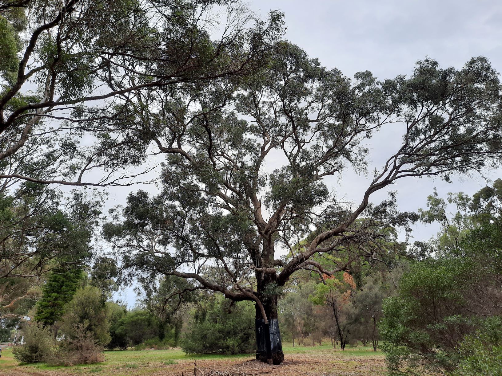 The Friends of Waite Arboretum