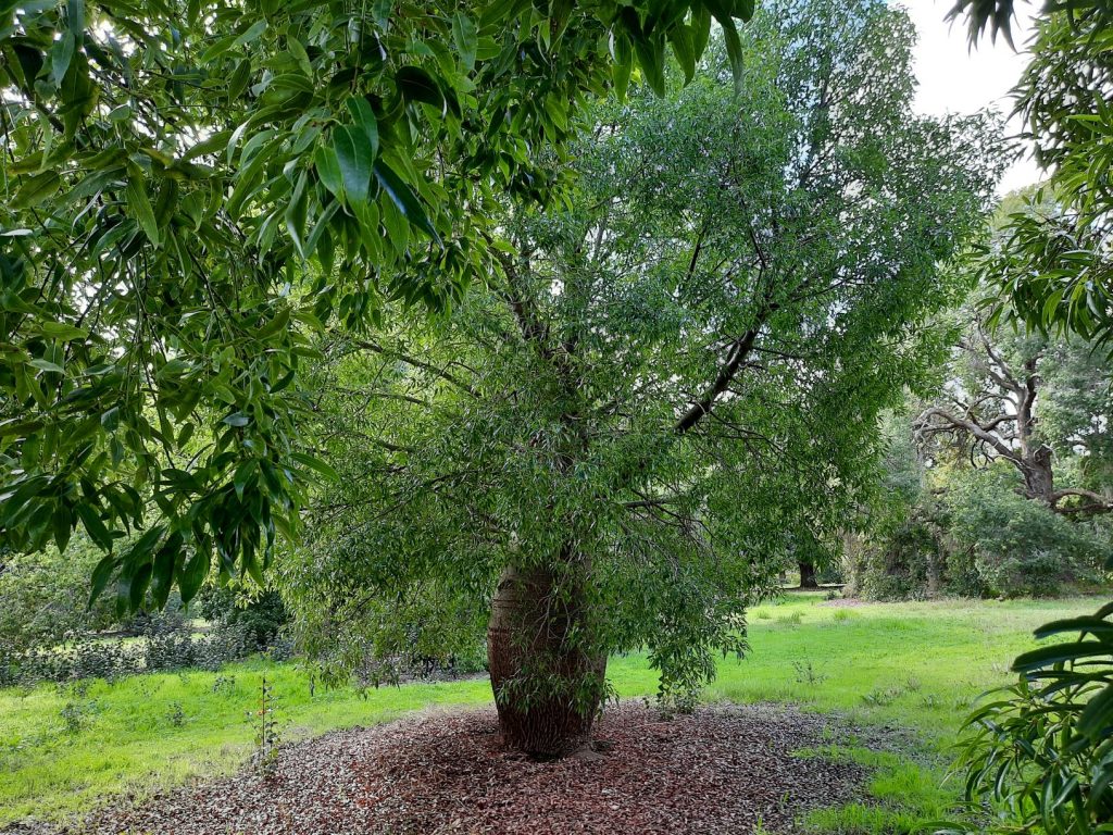 The Friends of Waite Arboretum